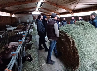 Cap Climat Territoires : les caprins s’adaptent au changement climatique