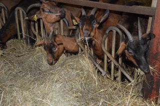 Le Syndicat caprin de Saône-et-Loire promeut l’engraissement des chevreaux à la ferme 