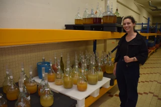 Au centre interprofessionnel technique des vins de Bourgogne (BIVB), Marion Wimmer vinifie plus de 300 microcuvées pour trouver les variétés résistantes à typicité régionale, et qui s'acclimatera du changement climatique d'ici 2035.