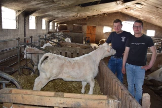 Dans le Charolais, la FCO 8 est responsable de 10 à 40% de pertes et d’autres conséquences sont redoutées !