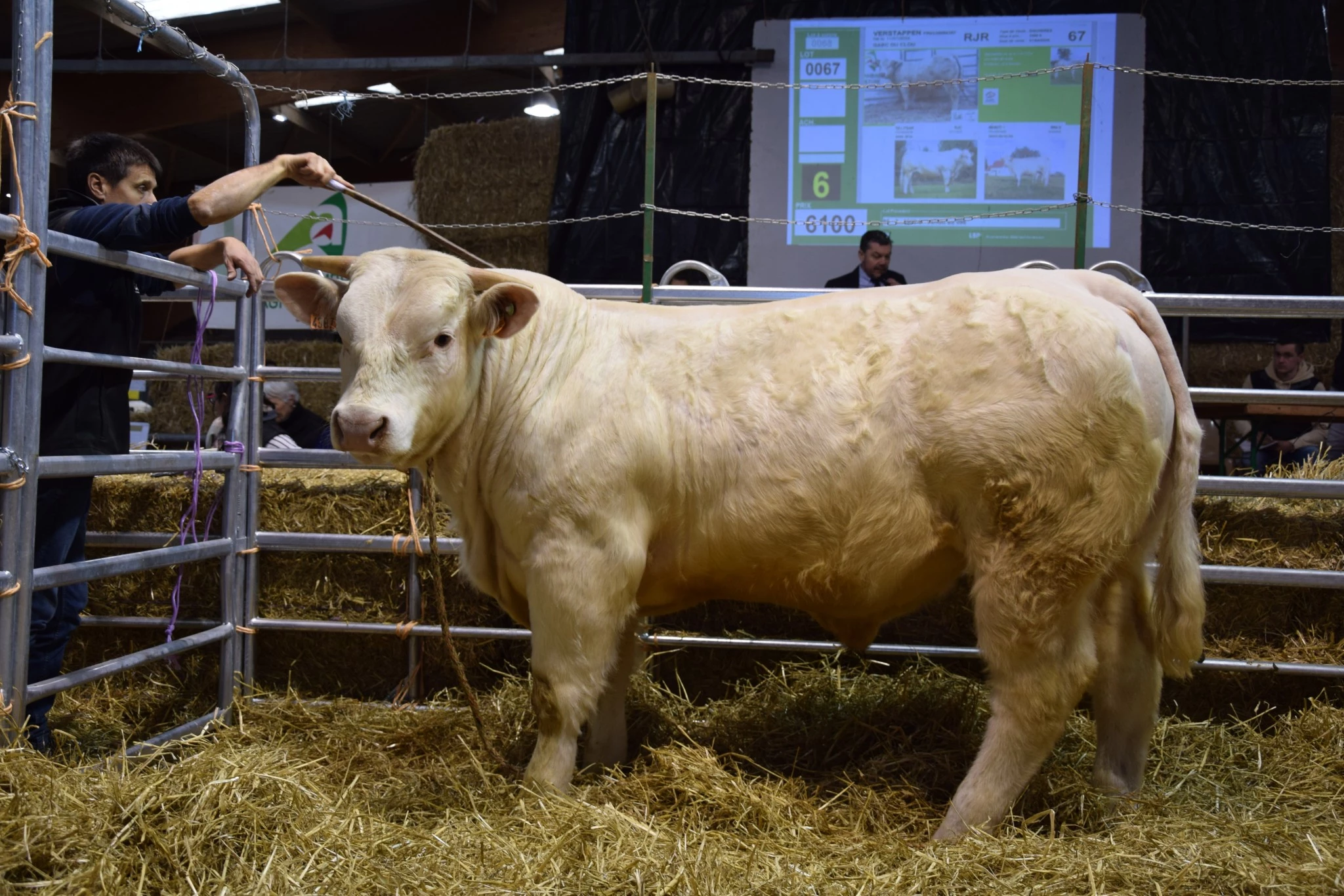 Les animaux les plus chers resteront dans le berceau de race