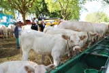 foire concours de Digoin, veaux femelles inscrites