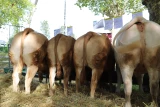 foire concours de Digoin, bovins de boucherie charolais et limousins