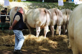 concours foire de Digoin bovins de boucherie charolais