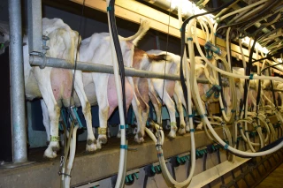 salle de traite élevage caprin