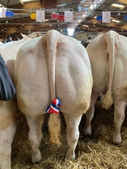 FCO et MHE jouent les troubles fêtes à la journée de l’élevage de Charolles …