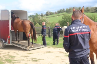 Pompiers et éleveurs s’unissent en Saône-et-Loire pour former une équipe de secours animalier, avec exercices sur chevaux et moutons.