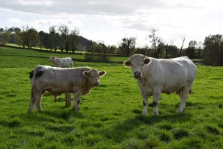 vache charolaise et veau reproducteur destinés à la vente aux enchères en ligne Feder au Gaec Rizet à Oudry