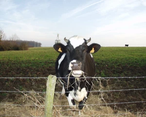 Un sous-produit de l’élevage laitier