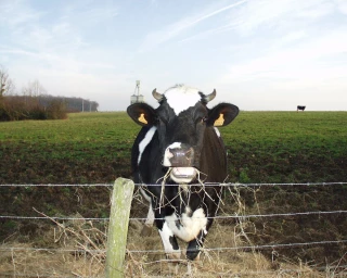Un sous-produit de l’élevage laitier