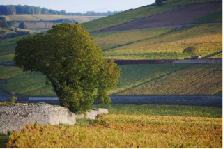 <B>La Côte de Nuits rejoint le cercle des sites classés</B>