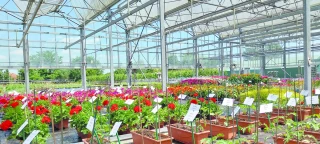 Fleurs et plantes : forte concentration des grossistes