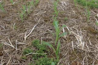 Anticiper la pression limaces dans les céréales
