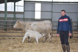 Un premier veau sélectionné par la station