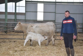 Un premier veau sélectionné par la station