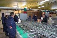 La filière lapins recrute !