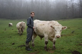 Des taureaux qui font progresser plus vite