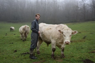 Des taureaux qui font progresser plus vite
