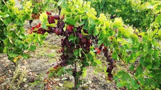 Flav’Tech à double détente