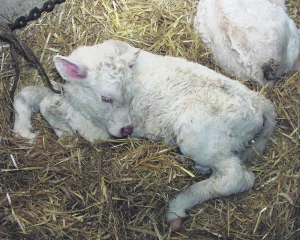 Non rentables sans les aides PAC