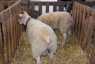Un marché de moutons en projet