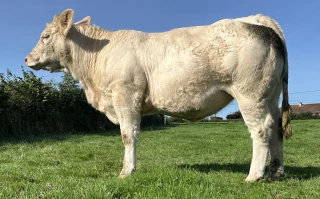 La sélection génétique par la voie femelle