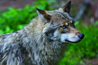 Annie Genevard rehausse le plafond de prélèvement du loup