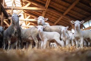 Ovins : produire mieux avec des bâtiments bien aménagés