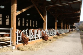 Bâtiment semi-ouvert : des salers à l'abri qui respirent le grand air