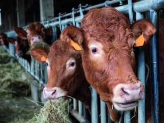 Broutards : deux marchés parallèles