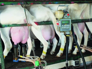 Les éleveurs de chèvres demandent une hausse de 50 €/1 000 litres