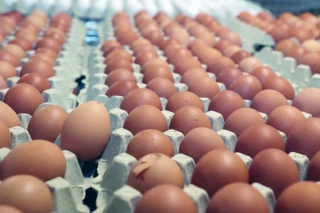 Dans les casseries, les œufs français se font rares