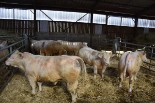 81 jeunes charolais en pleine forme !