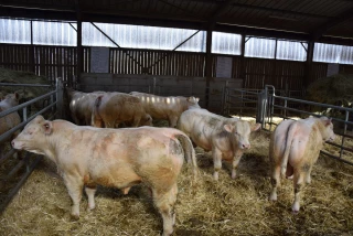 81 jeunes charolais en pleine forme !