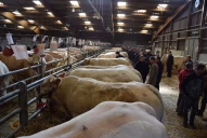 Journée de l’élevage et concours primé le 5 mars