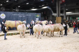 La promotion de la race sera assurée