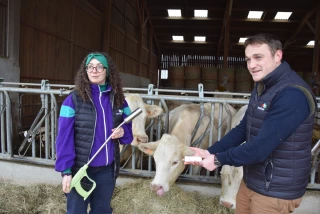 Des vaches équipées de bolus connectés