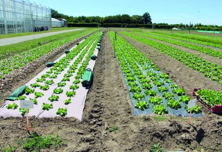 La gestion intégrée des systèmes de cultures maraîchers