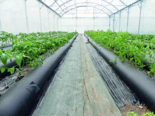 Le système Thermitube pour des tomates précoces