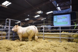 Franc succès pour la vente aux enchères !