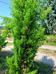 Chronique ovine / Lorsque les plantes sont toxiques