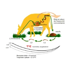 Prévenir le parasitisme au pâturage