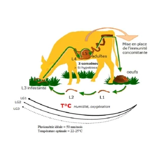Prévenir le parasitisme au pâturage