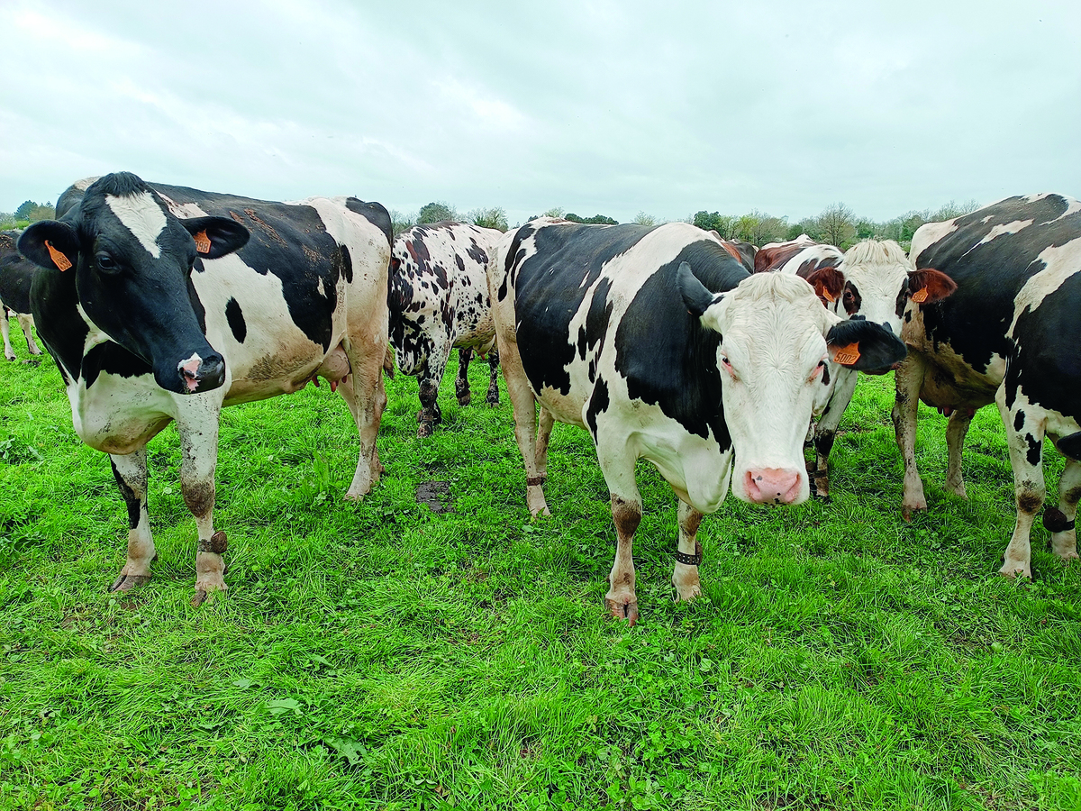 Pâturage régénératif : une piste pour restaurer la santé des sols