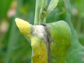 La protection est préventive