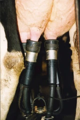 Une production mondiale de lait en hausse en 2025