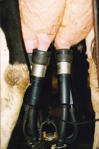 Une production mondiale de lait en hausse en 2025