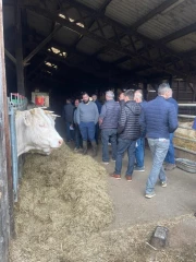 Charolais : promotion et génétique au programme