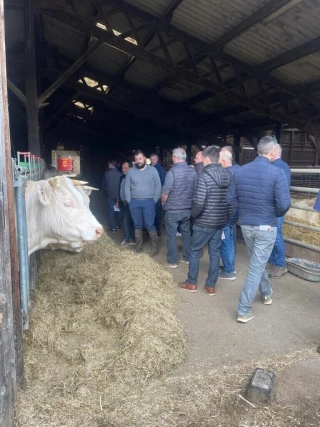 Charolais : promotion et génétique au programme