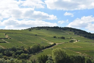 Coopératives viticoles : le plan de la dernière chance ?